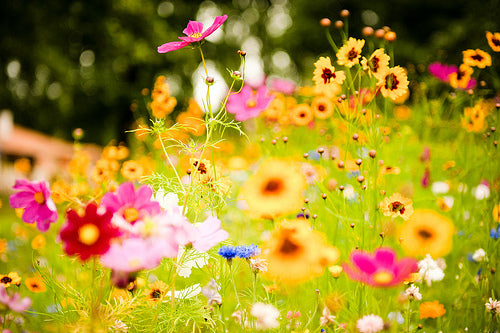 Spring--The Babies, The Plans....The Curveballs!